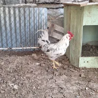 ۲عدد خروس گلین