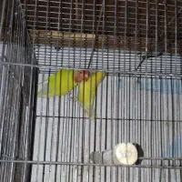 پرنده فروش فوری|پرنده|بندر انزلی, آذربایجان|دیوار