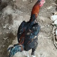 خروس لاری
