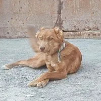 سگ سراب