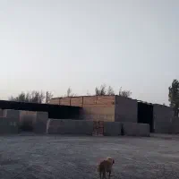 فروش دامداری صنعتی ۱۰۰ راسی|فروش دفتر صنعتی، کشاورزی، تجاری|نیمروز, |دیوار