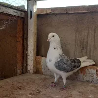 کفتر دوتا نر گردن کلفت|پرنده|ری, سرتخت|دیوار