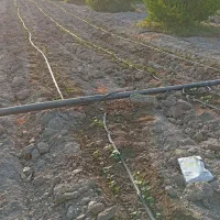 باغ برنطین یک هکتار|فروش دفتر صنعتی، کشاورزی، تجاری|رودان, |دیوار