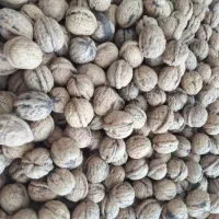 گردو مغزپرسفیدنورآباد|خوردنی و آشامیدنی|خاوه, |دیوار