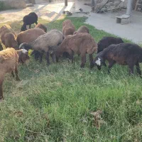 فروش 10 راس برّه ماده