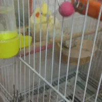 عروس هلندی ماده آماده|پرنده|مشهد, شهرک مطهری|دیوار