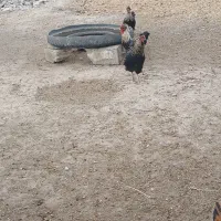 دوتا خروس جوان بفروش میرسد