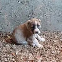 ماده سگ|سگ|مود, |دیوار