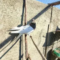 کله قرمز نر فروشی|پرنده|صائین قلعه, |دیوار