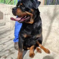 سگ روتوایلر|سگ|تهران, قیطریه|دیوار