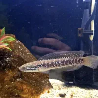 چانا بلو وایت آسیاتیکا