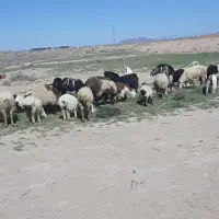 میش زاییده وبززاییده وبزاستاق