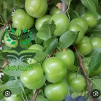 نهال گوجه سبز زودرس گلدانی|گل و گیاه طبیعی|سبزوار, کهنه آب|دیوار
