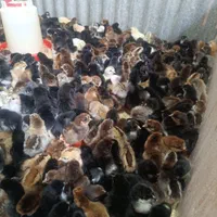 پخش و فروش جوجه محلی 10روزه واکسینه شده