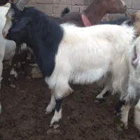 نر چبش چاق شیر مست سه عدد