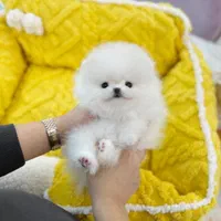 توله سگ پامر خرسی/پامرانین عروسکی اورجینال