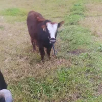 گاوشکمدارحامله