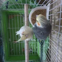 طوطی عروس جفت مولد|پرنده|هشتگرد, هیو|دیوار