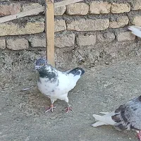 کبوتر