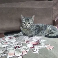 گربه بازیگوش مهربان