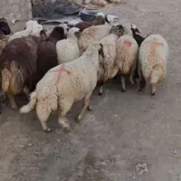 بره درجه یک پروار سرک دار