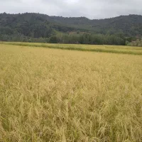 انجام امور بانکی