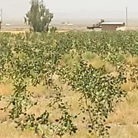 باغ پسته 34هزار متر کاشان|فروش دفتر صنعتی، کشاورزی، تجاری|کاشان, مشکات|دیوار