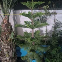 گل مطبق.|گل و گیاه طبیعی|آستانه اشرفیه, |دیوار