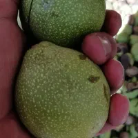 تولید نهال گردو|گل و گیاه طبیعی|شیراز, رکن‌آباد|دیوار