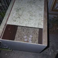 عروس پاریس البینیو|پرنده|سوسنگرد, |دیوار