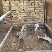 گمشده|پرنده|فرمهین, |دیوار