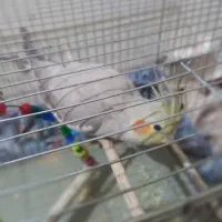 عروس هلندی|پرنده|عجب شیر, |دیوار