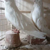 کبوتر نوک قنار اصل