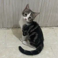 بچه گربه DSH کالیکو