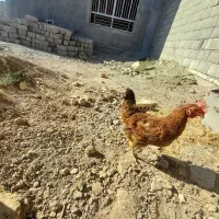 مرغ‌خانگی