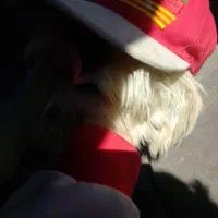 سگ شیتزو بازیگوش