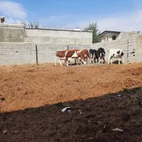 ۶ تا طلیسه آبستان ۷ ماهه شش ماهه