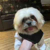 آموزش دیده وارداتی شیتزو فلت