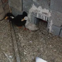 ۲اردک فروشی