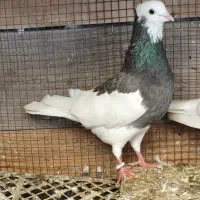 کبوتر طوقی|پرنده|کنارک, |دیوار