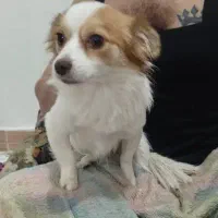 حیوان خانگی|سگ|وحیدیه, |دیوار