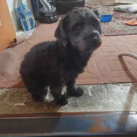 سگ شیتزو کراس