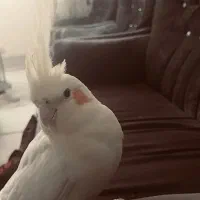 عروس هلندی نر و ماده|پرنده|خمین, |دیوار