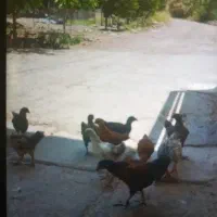 جوجه فروشی