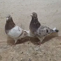 فروش چند جفت نرو ماده سرور و شازده سرور و هما