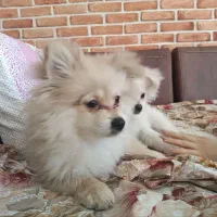 توله سگ پامر خرسی فروشی