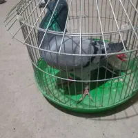 پلاکی|پرنده|فامنین, |دیوار