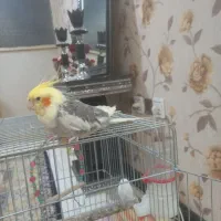 عروس هلندی|پرنده|فردیس, شهرک سپاه|دیوار