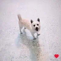 واگذاری سگ نر|سگ|کاشان, فاز ۲ ناجی آباد|دیوار