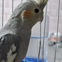 عروس هلندی